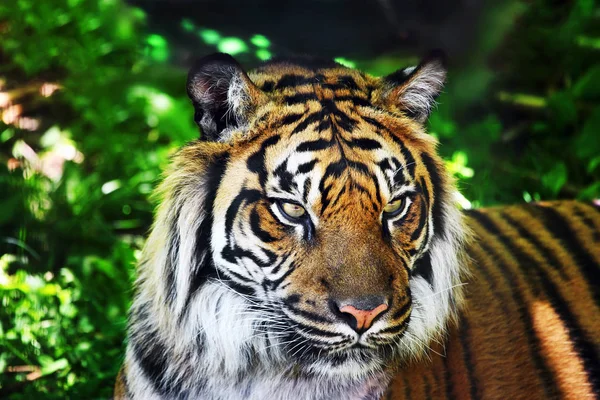 Uma Imagem Facial Completa Tigre Fundo Floresta — Fotografia de Stock