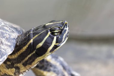 Bir kaplumbağa ayrıntılarını