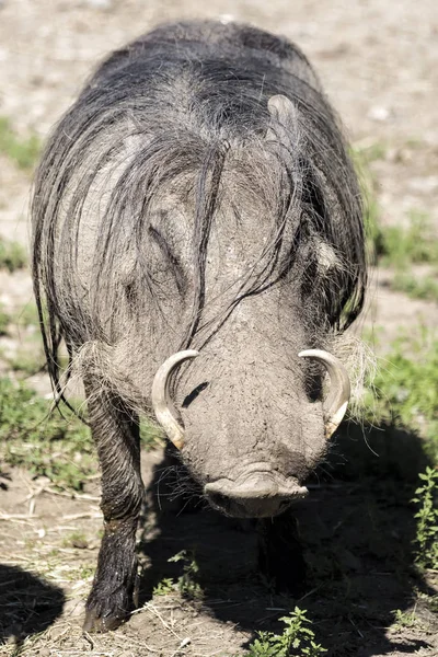 Gran Cerdo Salvaje — Foto de Stock