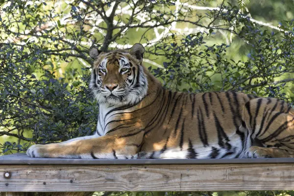Бенгальський Тигр Кольору — стокове фото