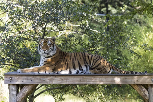 Tigre Bengala Color —  Fotos de Stock