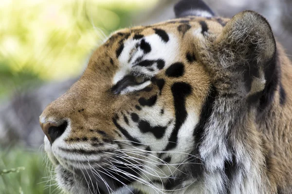 Бенгальський Тигр Кольору — стокове фото