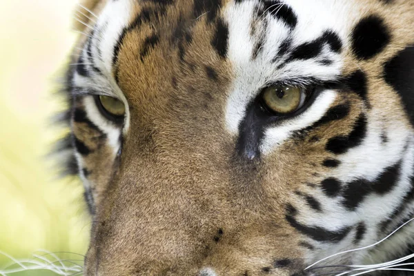 Бенгальский Тигр Цвете — стоковое фото