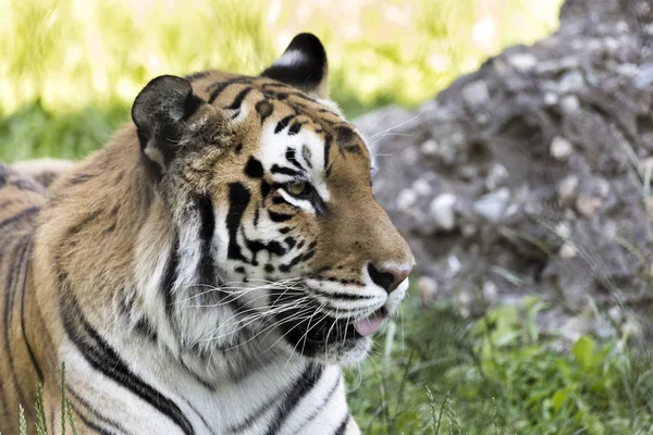 Tigre Bengala Color —  Fotos de Stock