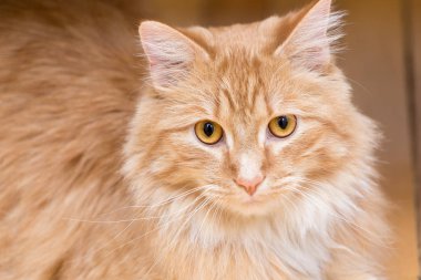 Güzel sarışın kedi