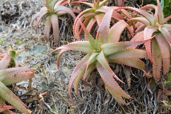カリフォルニアの植物 — ストック写真