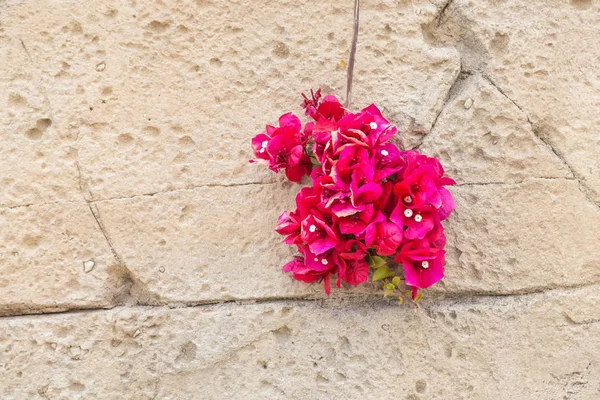 Die Flora Kaliforniens — Stockfoto