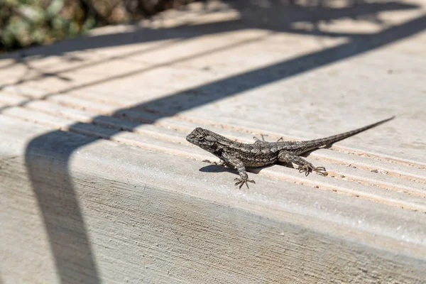 Lizard Tanning Road — Stock Photo, Image