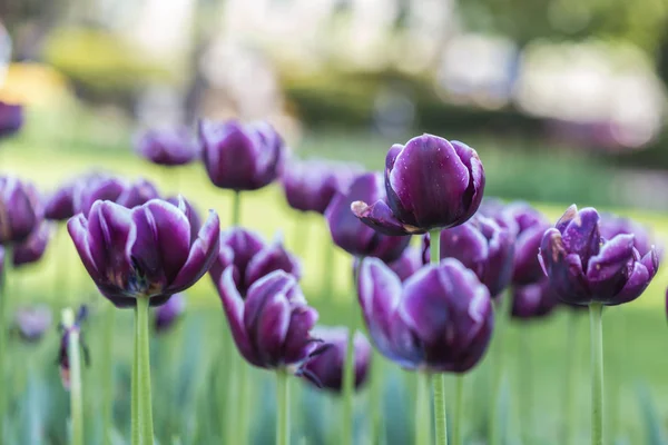 Les Tulipes Colorées Dans Parc — Photo