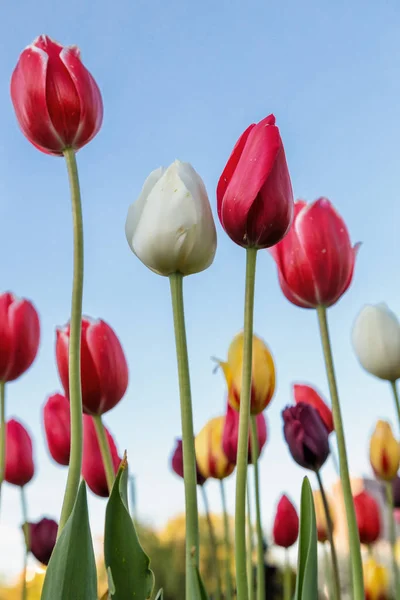 Les Tulipes Colorées Dans Parc — Photo