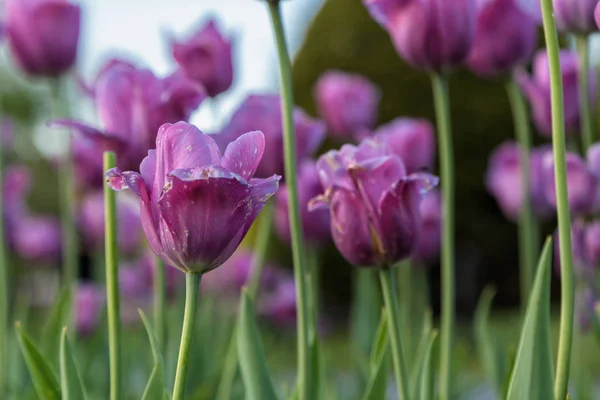 Les Tulipes Colorées Dans Parc — Photo