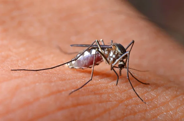 Macro Mosquitos Virulentos Pele Humana Mosquitos São Portadores Malária Encefalite — Fotografia de Stock