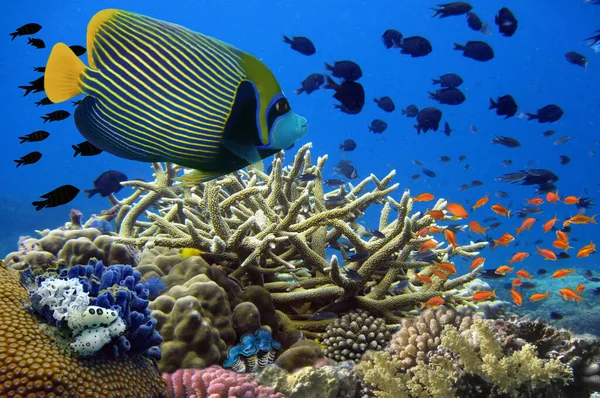 산호초는 해에서 구조물이다 이집트 — 스톡 사진