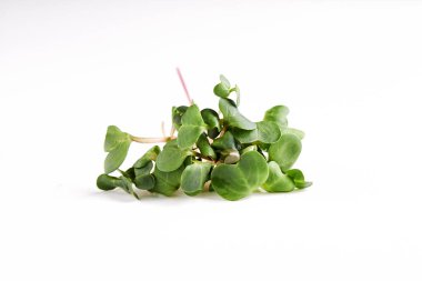 microgreen daikon dal