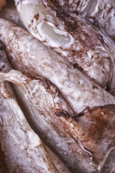 Calamary filet close-up — Stockfoto