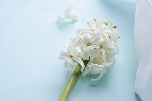 White hyacinth flower — Stock Photo, Image