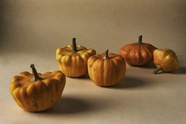 Steal life witg small squashes — Stock Photo, Image