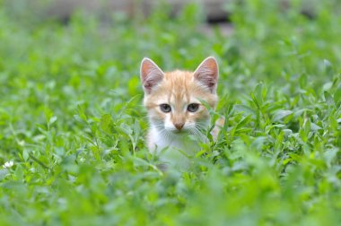 Yeşil çimenlikteki kedi yavrusu