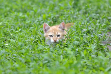 Yeşil çimenlikteki kedi yavrusu