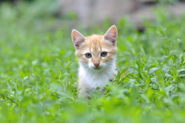 Yeşil çimenlikteki kedi yavrusu
