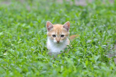 Yeşil çimenlikteki kedi yavrusu