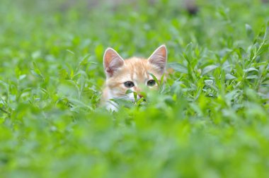 Yeşil çimenlikteki kedi yavrusu