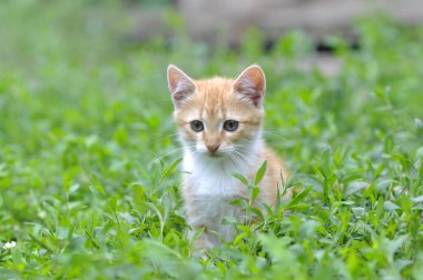 Yeşil çimenlikteki kedi yavrusu