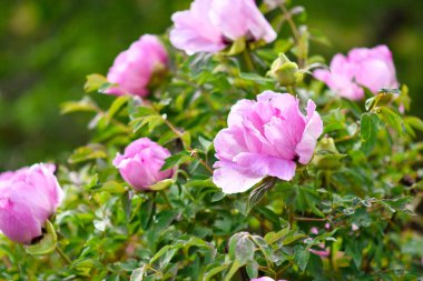 bahçede ağaç şakayık çiçekleri.