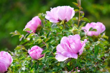 bahçede ağaç şakayık çiçekleri.