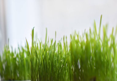 Tencere pencerede yeşil çim