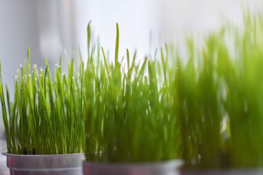 Tencere pencerede yeşil çim