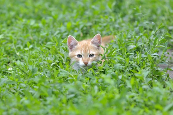 Yeşil çimenlikteki kedi yavrusu