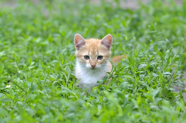 Yeşil çimenlikteki kedi yavrusu