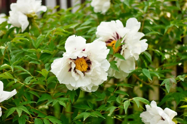 bahçede ağaç şakayık çiçekleri.