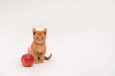 Kırmızı kedi beyaz bir arka planda kırmızı bir elma ile oturuyor, bir mum, o da yanıyor. İzole edilmiş