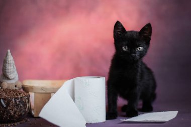 Siyah kedi yavrusu tuvalet kağıdıyla yakın plan karanlık bir arkaplanda. Cadılar Bayramı.