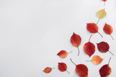 Elma ağacı yaprakları beyaz arka planda sarı ve kırmızıdır. 