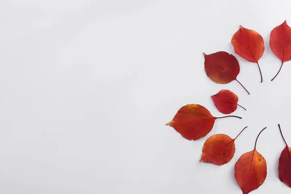 Äppelträd löv är gula och röda på en vit bakgrund — Stockfoto