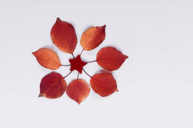 Elma ağacı yaprakları beyaz arka planda sarı ve kırmızıdır. 