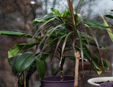 Avuç içi, incir ve çömlek içindeki drakena günlük iç mekanlarda ekolojik yaşamı temsil ediyor. Bitkiler sürdürülebilirliği ve estetik uyumu sembolize eder. Dracena ve yeşil dokunuşlar için palmiye gibi bitkiler. 