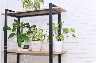 Sade ahşap bir rafta, yeşil bitkilerle beyaz kaplarda sergilenen rahat bir bitki. Arka plan temiz beyaz bir duvar, bitkileri modern bir iç dekorasyonda öne çıkarıyor..