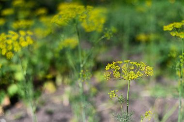 Narin yeşil sapları olan tencere bitkisi ve yaz bahçesinde yetişen sarı sümsük kuşları, bulanık arka planlı doğal ayrıntı. Açık bahçede küçük sarı çiçekler açan taze dereotları..