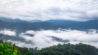 Ormanda Tayland Milli Parkı ve sis.