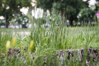 Çim, bahçedeki istenmeyen flora.