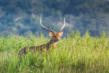erkek domuz geyiği yaşamak yeşil sahada