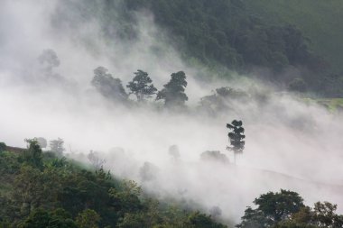 Sis akışı tropikal yağmur ormanları ve dağ manzarası