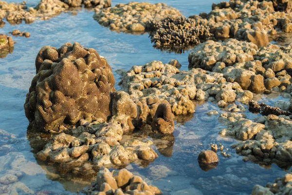 Pedra Coral Torno Praia Durante Maré Baixa Manhã Tempo Luz — Fotografia de Stock