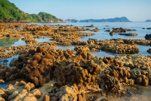 Roccia Corallina Intorno Alla Spiaggia Durante Marea Riflusso Luce Del — Foto Stock