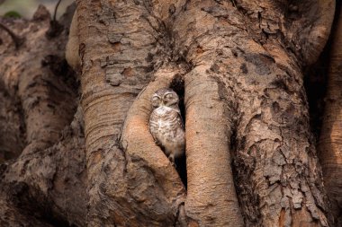 Benekli owlet, Athene brama, onların ev kutsal ağaçta doğada canlı 