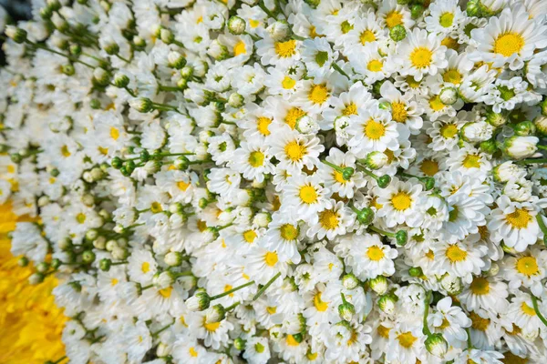 Fond Fleurs Colorées Vendre Marché Aux Fleurs Gros Kyauk Mee — Photo